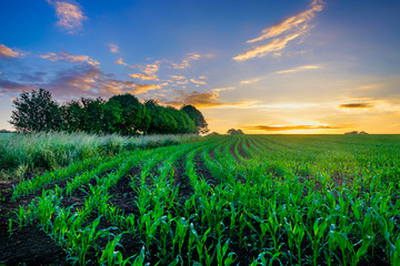  Sunset over a maize field in the Orne countryside in summer, Normandy France