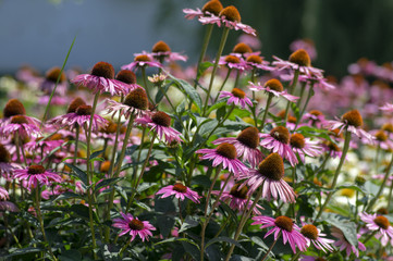 Echinacea purpurea flowering plant, eastern purple coneflower in bloom, bunch of coneflowers