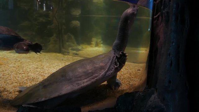 A Snapping turtle, Soft-shelled turtle in fish tank.
