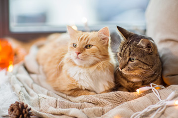 Plakat pets, christmas and hygge concept - two cats lying on window sill with blanket at home