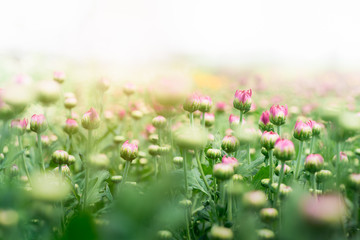 Flower bud of Pink Chrysanthemum Flower in garden