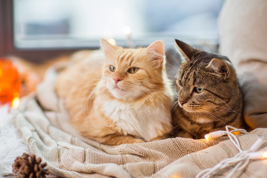 pets, christmas and hygge concept - two cats lying on window sill with blanket at home
