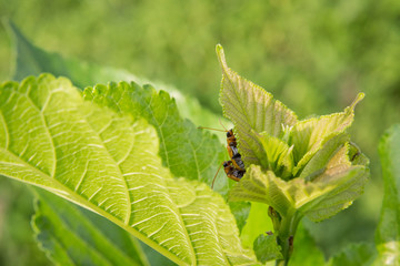 a couple of yellow insect under the green leaves in summer time under natural sunlight. Mating insect.