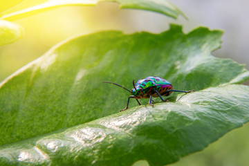Beautiful Bug on big green leaf, Green Ladybug with light of sun.