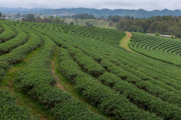 Fototapeta na wymiar Amazing landscape view of tea plantation with nature background with mountain and foggy.