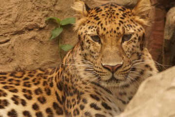 アムールヒョウ