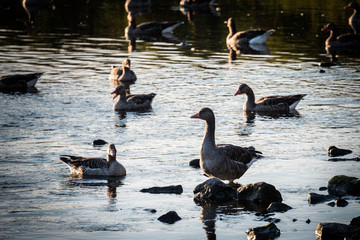 Fototapeta premium Enten