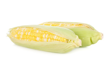 fresh bicolors sweet corn on white background