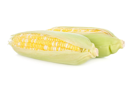 fresh bicolors sweet corn on white background
