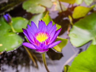 Water Lilies in a pond.