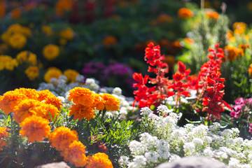 flowers in the garden