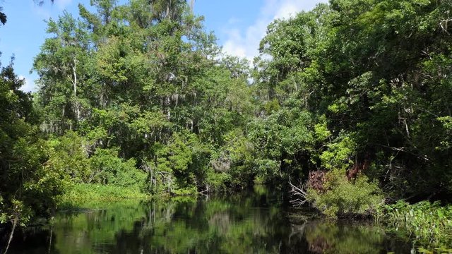 View of Edward Ball Wakulla Springs State Park in Florida, USA. Wilderness landscape in the United States, American wild places with quiet river and dense forest