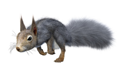 Obraz premium 3D Rendering Eastern Grey Squirrel on White