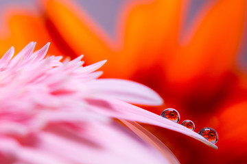 Water drop on  flower