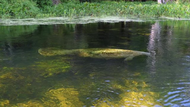 Florida manatee (Trichechus manatus latirostris) swimming in the clear water at Edward Ball Wakulla Springs State Park in Florida, USA. Wild animal and fauna in the wilderness of the United States