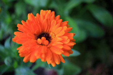 Orange flower in the garden