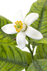 Obraz na płótnie Canvas Lemon tree blossom, citrus flower with leaves isolated on white background