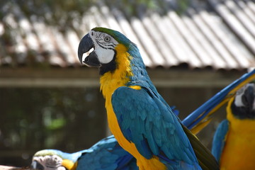 macaw in the aviary at the zoo
