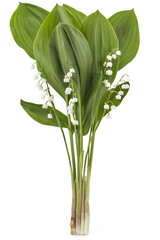 Beautiful bouquet of lilies of the valley flowers, Convallaria Majalis, with green leaves isolated on white background