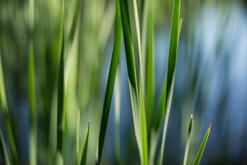 Fototapeta na wymiar Beautiful grass shining bright in the sun