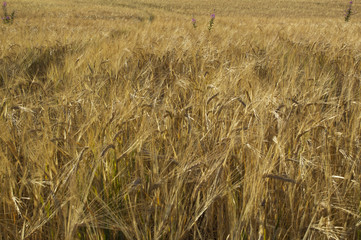 Close up of wheat field in Jylland, Denmark.