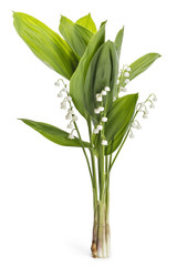 Beautiful bouquet of lilies of the valley flowers, Convallaria Majalis, with green leaves isolated on white background