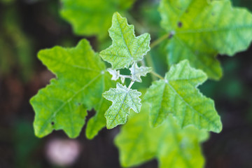 Green growing maple leaf macro closeup, botanical background