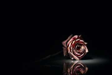 lying dry rose on black
