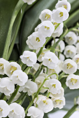 Twigs of lilies of the valley flowers, Convallaria Majalis, with green leaves. Closeup