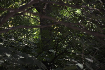 Shadows and trees in the botanical garden