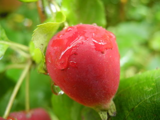 small apple in green foliage with drops of water after the rain