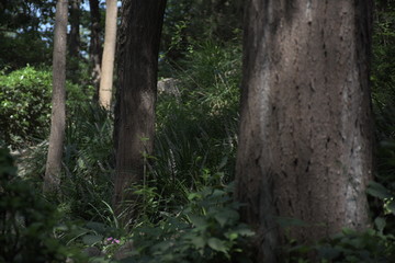 Fototapeta premium Shadows and trees in the botanical garden