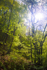 Obraz premium Beech forest