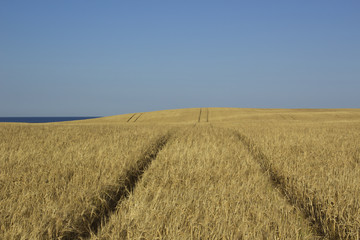 Wheel tracks in a field for agriculture in the island of Jylland, Denmark.