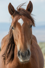 Wild Horse Close up Portrait