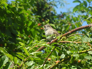 Little sparrow is sitting on a branch of a rosehip bush