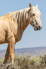 Wild Horse Close up Portrait
