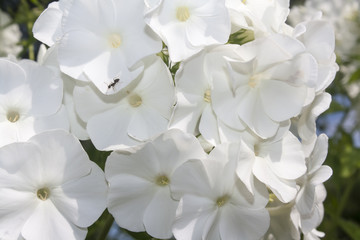 flowers of white phloxes