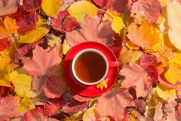 cup of tea on background autumn leaves