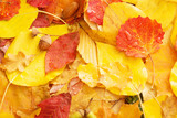 autumn leaves with water drops