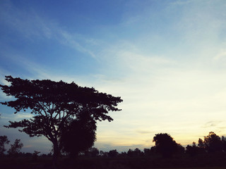 Fototapeta na wymiar Beautiful Sunset, sunlight and tree field landscape in the evening.