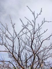 Fototapeta na wymiar Frost on a Tree branches