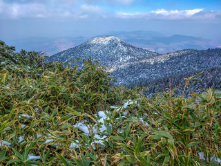 snow tree and mountain