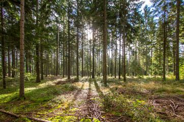 Sun rays in the pine forest