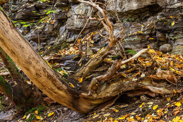 Fallen tree with roots in a ravine