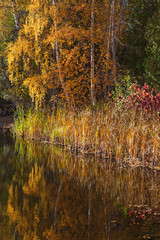 Autumn colored reeds and trees at the lake