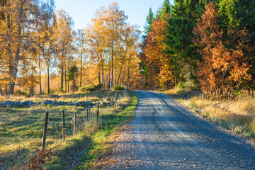 Road in autumn landscape