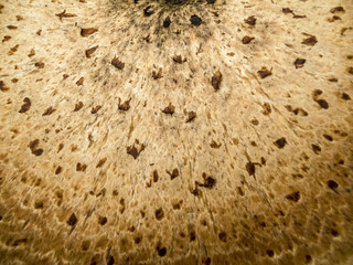 Mushroom texture.