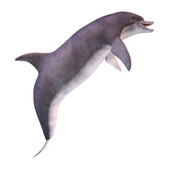 3D Rendering Dolphin on White