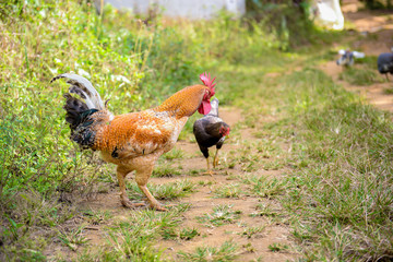 cock and chicken
